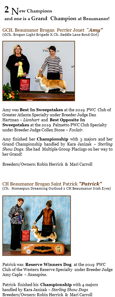 &nbsp;2 New Champions and one is a Grand Champion at Beaumanor! GCH. Beaumanor Brogan Perrier Jouet "Amy" (GCh. Brogan Light Brigade X Ch. Saddle Lane Bond Girl) ﷯ Amy was Best In Sweepstakes at the 2019 PWC Club of Greater Atlanta Specialty under Breeder Judge Dan Hartman ~ Lionhart and Best Opposite In Sweepstakes at the 2019 Palmetto PWC Club Specialty under Breeder Judge Collen Stone ~ Foxlair. Amy finished her Championship with 3 majors and her Grand Championship handled by Kara Janizak ~ Sterling Show Dogs. She had Multiple Group Placings on her way to her Grand! Breeders/Owners: Robin Herrick & Mari Carroll CH Beaumanor Brogan Saint Patrick "Patrick" (Ch. Homespun Dreaming Outloud x CH Beaumanor Irish Eyes) ﷯ Patrick was Reserve Winners Dog at the 2019 PWC Club of the Western Reserve Specialty under Breeder Judge Amy Caple ~ Sassapine. Patrick finished his Championship with 4 majors handled by Kara Janizak ~ Sterling Show Dogs Breeders/Owners: Robin Herrick & Mari Carroll 